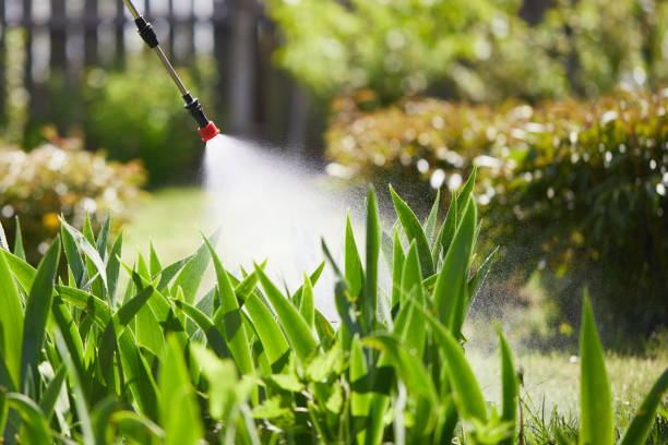 24/7 Emergency Termite Control experts in Rockdale, IL